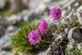 Armeria alpina in the mountains