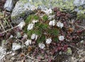 Armeria caespitosa