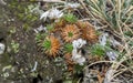 Armeria caespitosa Royalty Free Stock Photo