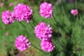 Armeria flowers bloom together