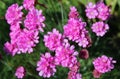 Armeria flowers bloom together