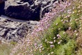 Armeria flowers in french Brittany