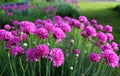 Armeria flowers in full bloom