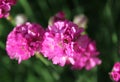 Armeria flowers in full bloom