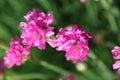 Armeria flowers in full bloom