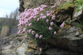 Armeria Maritima Growing on The Cliffs, Cornwall, UK