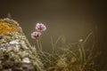 Armeria Maritima