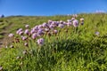 Armeria Maritima