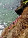 Armeria maritima pink coastal Irish native flower with sea in background Royalty Free Stock Photo