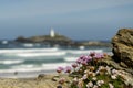 Sea pink flowers against a shallow depth of field coastal background