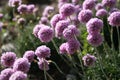 Armeria maritima (Sea Thrift)