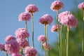 Armeria maritima (Sea Thrift)