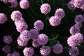 Armeria maritima (Sea Thrift)