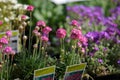 Armeria Maritima Splendens, Pink Perennial Flowers with Label in a Shop Royalty Free Stock Photo