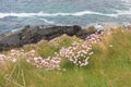 Sea Thrift On The Cornish Cliff Side, Cornwall, UK