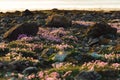 Armeria maritima "Armada Rose" Strandtrift at Torekov's rocky shoreline in Sweden