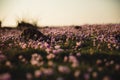 Armeria maritima "Armada Rose" Strandtrift at Torekov's rocky shoreline in Sweden