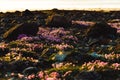 Armeria maritima "Armada Rose" Strandtrift at Torekov's rocky shoreline in Sweden