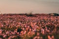 Armeria maritima "Armada Rose" Strandtrift at Torekov's rocky shoreline in Sweden