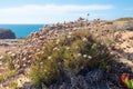 Armeria maritimum perennial plant, sea pink, Costa Vicentina Portugal