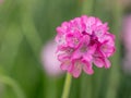 Armeria morisii flowers blooming in a meadow. ** Note: Shallow d