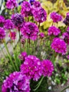 armeria primorskaya flower of small bright lilac flowers form