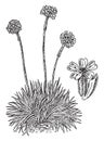 Armeria Vulgaris vintage illustration