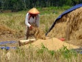 ARMERS PROCESS RICE BY CLEANING IT FROM GRAY TO PRODUCE QUALITY RICE IN RAWA PENING aMBARAWA Royalty Free Stock Photo