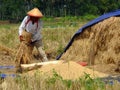 ARMERS PROCESS RICE BY CLEANING IT FROM GRAY TO PRODUCE QUALITY RICE IN RAWA PENING aMBARAWA Royalty Free Stock Photo