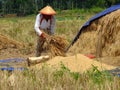 ARMERS PROCESS RICE BY CLEANING IT FROM GRAY TO PRODUCE QUALITY RICE IN RAWA PENING aMBARAWA Royalty Free Stock Photo