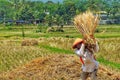 ARMERS PROCESS RICE BY CLEANING IT FROM GRAY TO PRODUCE QUALITY RICE IN RAWA PENING aMBARAWA Royalty Free Stock Photo