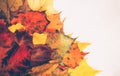 An armful of autumn leaves of different shades in the right part of the photo