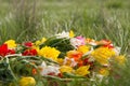 An armful of wild dwarf tulips lying on the grass. Beautiful fragile flowers of the Republic of Kalmykia Royalty Free Stock Photo