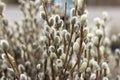 An armful of willow branches with budding buds.A harbinger of spring and bright Easter. Royalty Free Stock Photo
