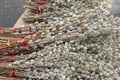 An armful of willow branches with budding buds. A harbinger of spring and bright Easter. Royalty Free Stock Photo