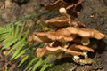 Armillaria