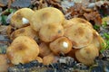 Armillaria gallica mushroom Royalty Free Stock Photo