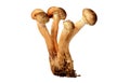 Armillaria - Honey fungus Royalty Free Stock Photo