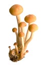 Armillaria - Honey fungus Royalty Free Stock Photo