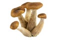 Armillaria - Honey fungus isolated on white. Eatable wild forest mushroom, very delicious.