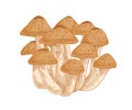 Armillaria, honey fungus or mushroom. Bunch or clump of organic forest fungi. Natural raw food. Colored hand-drawn