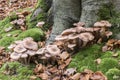 Armillaria honey mushrooms.