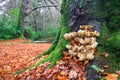Armillaria (Honey) Mushrooms in Mourne Park, Northern Ireland Royalty Free Stock Photo