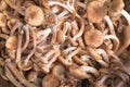 Armillaria (Kuehneromyces mutabilis), group of mushrooms. Select Royalty Free Stock Photo