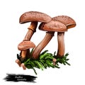 Armillaria luteobubalina Australian honey fungus digital art illustration. Closeup of clipart group of vegetables