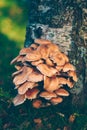 Armillaria melea, honey fungus mushrooms on birch Royalty Free Stock Photo