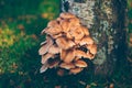 Armillaria melea, honey fungus mushrooms on birch Royalty Free Stock Photo