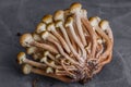 Armillaria mellea, commonly known as honey fungus, is a basidiomycete fungus in the genus Armillaria. Beautiful edible mushroom