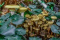 Armillaria mellea, commonly known as honey fungus, is a basidiomycete fungus in the genus Armillaria. Beautiful edible mushroom