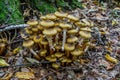 Armillaria mellea, commonly known as honey fungus, is a basidiomycete fungus in the genus Armillaria. Beautiful edible mushroom